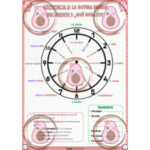 document 1 ¿qué hora es? séquence 3 la rutina diaria